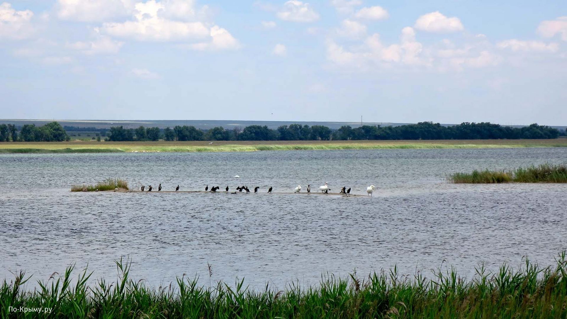 Водоплавающие птицы озера Донузлав