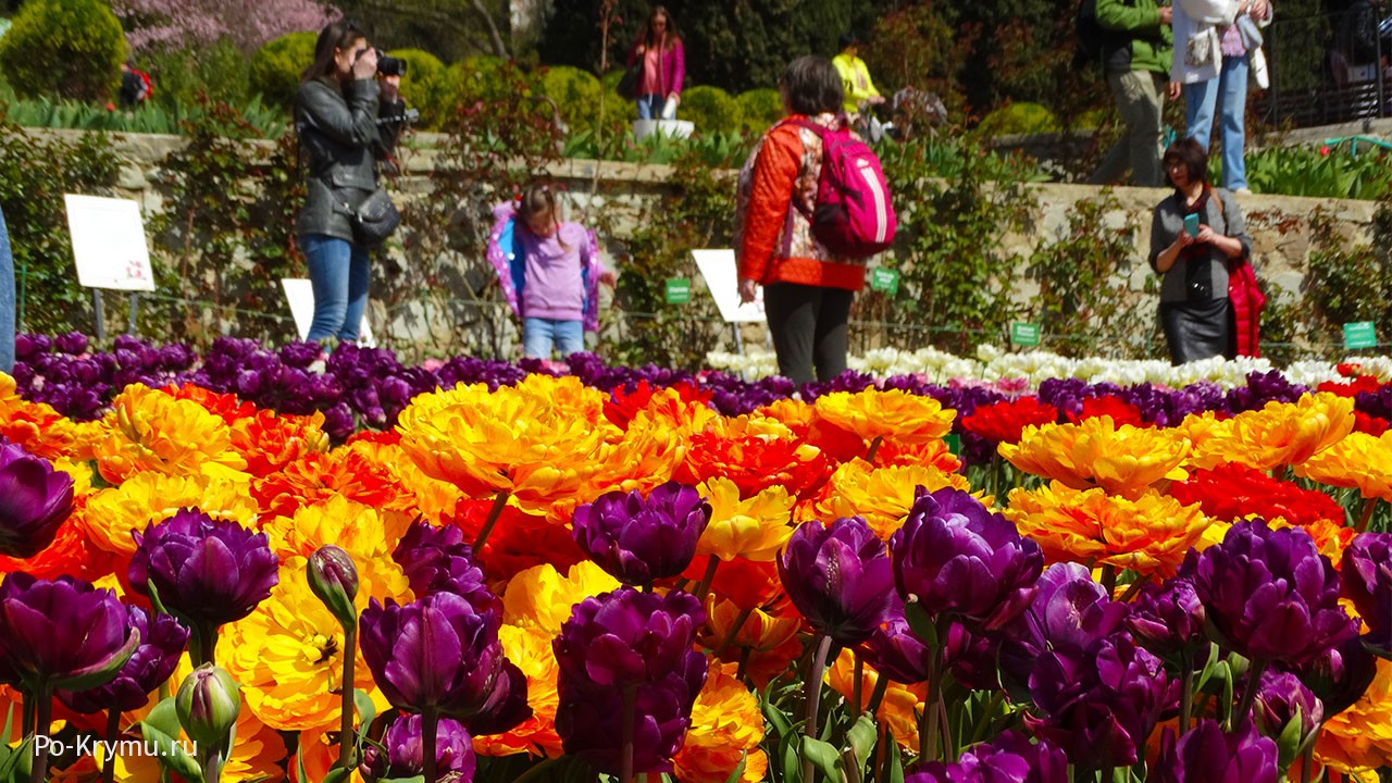 Парад тюльпанов в Никитском ботаническом саду.