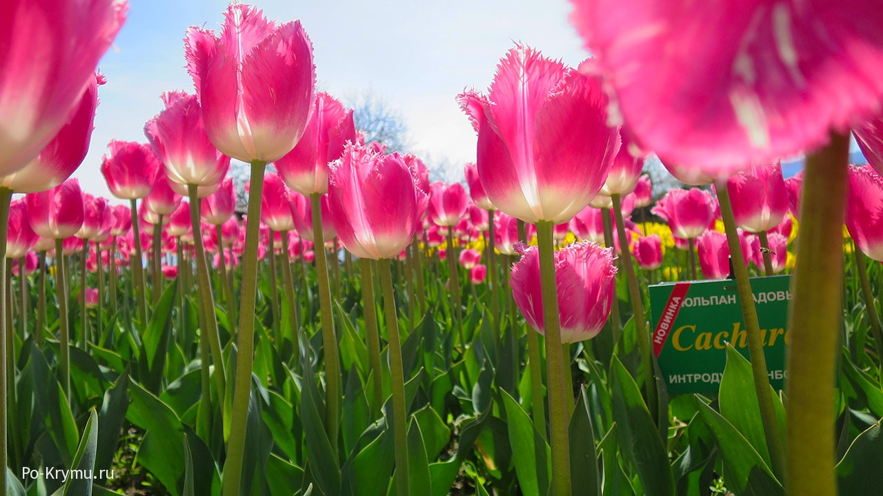 Выставка тюльпанов в Никитском ботаническом саду. ЮБК