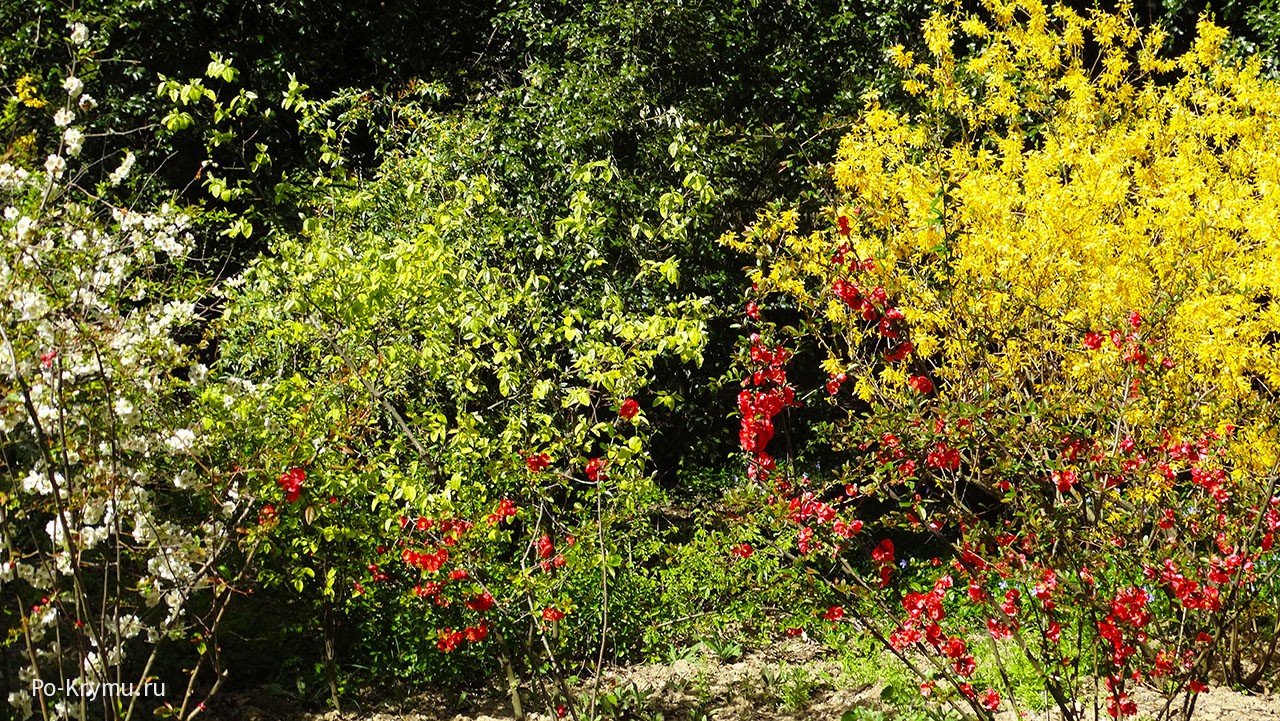Что цветет в Крыму в апреле в Никитском ботаническом саду.