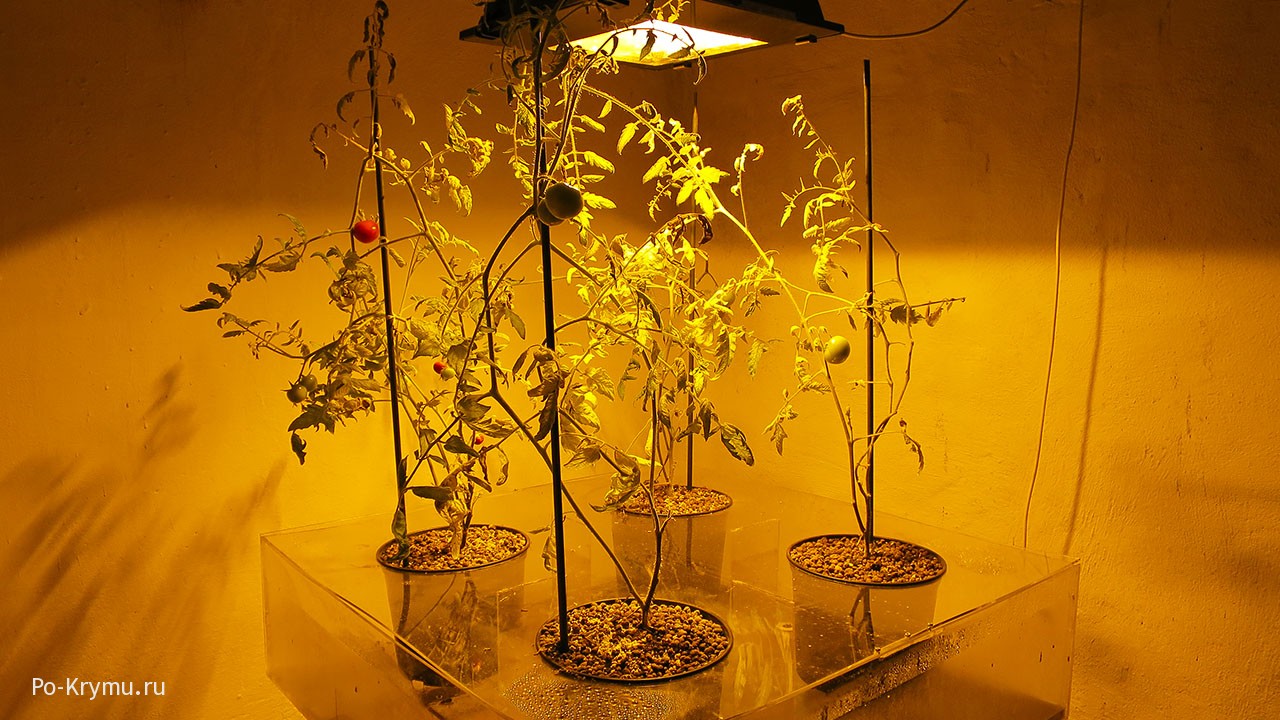 Выращивание растений без дневного света.