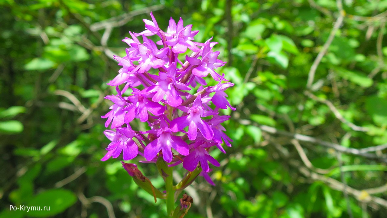 Орхидея - анакамптис пирамидальный.