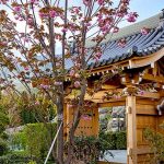 “Цветущая сакура» – фестиваль японской культуры в Крыму