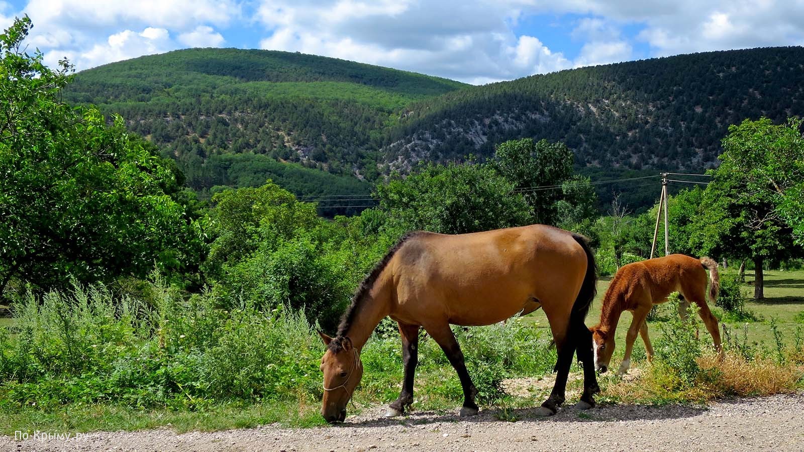 Конные прогулки по каньону Узунджа