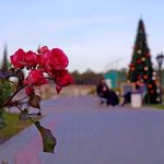 Что цветет в Крыму в декабре