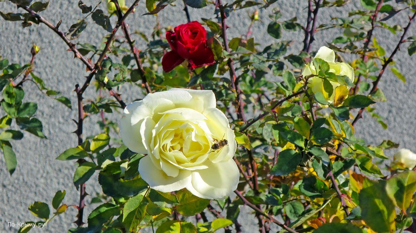 Купить розы в севастополе. Розы в Севастополе. Розы Севастополь цена. Купить розы в Севастополе недорого.