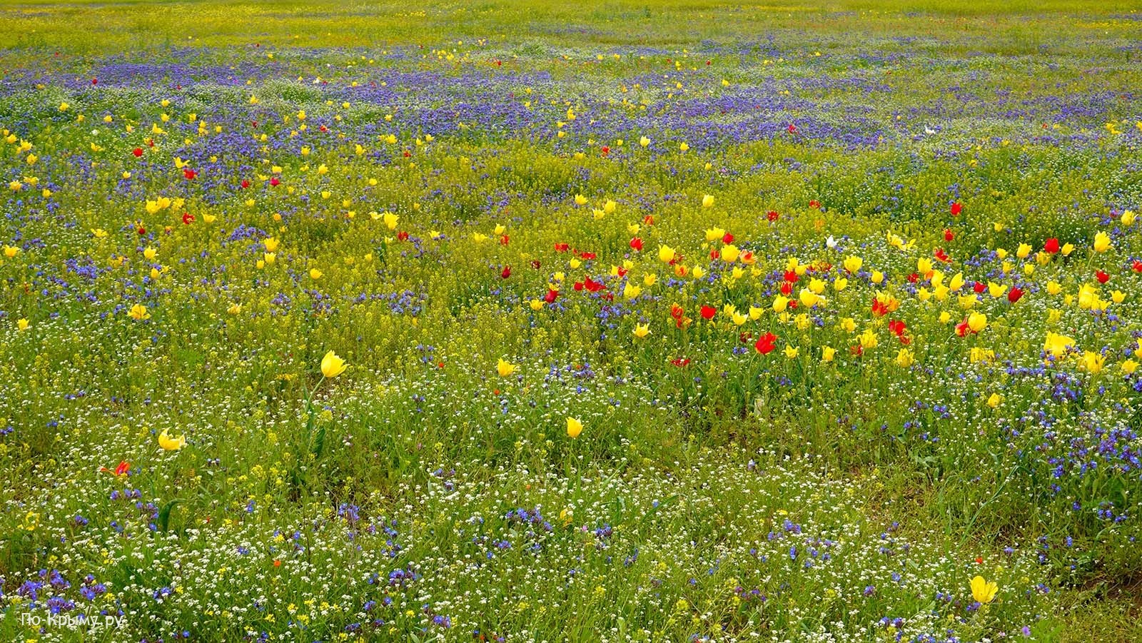 Керченский полуостров, Опук, цветение тюльпанов