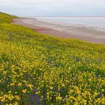 Необычный первомай в Крыму, часть II — тюльпаны и розовые озера Опука