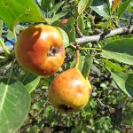Съедобные дикоросы Крыма — плодовые деревья и кустарники