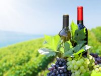 виноградники-виноград-вино