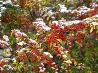 красные-ягоды-под-снегом