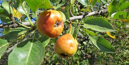 Съедобные дикоросы Крыма — плодовые деревья и кустарники