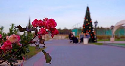 Что цветет в Крыму в декабре